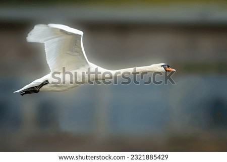 Mute swan, Cygnus olor, in flight with diffused background at Slimbridge WWT in early spring, Gloucestershire, UK Royalty-Free Stock Photo #2321885429