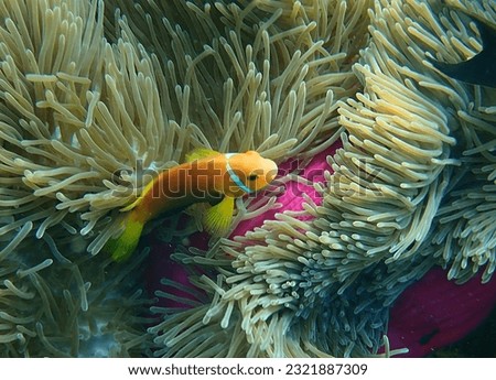 Underwater fish in the Red Sea