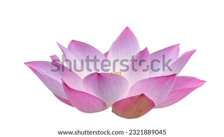 Pink lotus flower blossomor water lily isolate on white background with clipping path