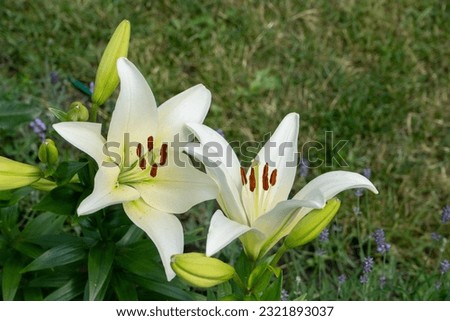 White lily flowers. Bud in the garden. Grow a bush of lilies. Petals, bud and leaves of a flower. Nature background. Summer flowers. Floriculture plant. Blossom closeup petal. Green floral flowerbed Royalty-Free Stock Photo #2321893037