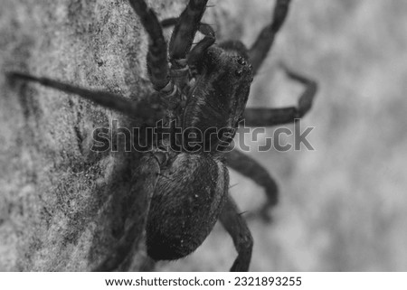Extreme close-up of spider in black and white, spider face, eyes, head, front legs. Selective focus, background blur, macro photo, arachnid in detail.