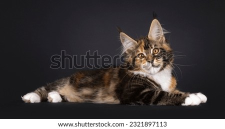 Fantastic tortie Maine Coon cat kitten, laying down side ways. Looking straight towards camera. Isolated on a black background.