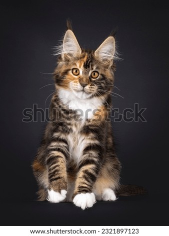 Fantastic tortie Maine Coon cat kitten, sitting up facing front. Looking straight towards camera. Isolated on a black background.