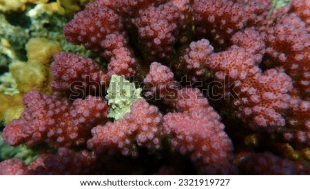 Sea snail prickly spotted drupe or whitetoothed drupe (Drupa ricinus) and knob-horned coral (Pocillopora verrucosa) close-up undersea, Red Sea, Egypt, Sharm El Sheikh, Nabq Bay Royalty-Free Stock Photo #2321919727