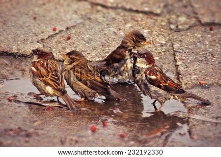 sparrows    