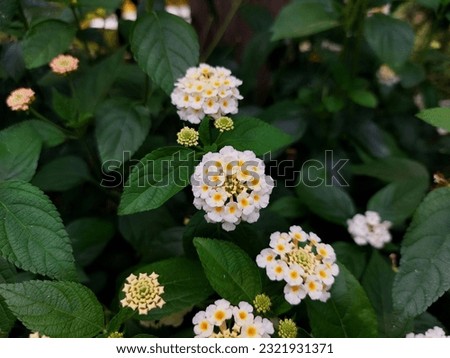 White flowers of Lantana camara or Lantana, is a species of flowering plant within the verbena family or Verbenaceae, native to the American tropics.