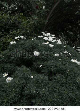 Aesthetic dark daisies at Gardens by the bay Royalty-Free Stock Photo #2321934681