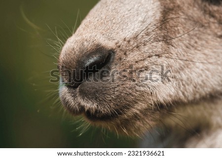 close up portrait of a cute furry kangaroo, detail of nose, snout in nature with green background, Australia