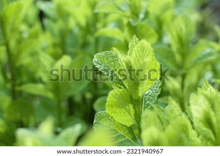 Detal picture of fresh growing herbs - kitchen green mint  