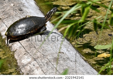A turtle basking in the sun at Chain-O-Lakes park in Indiana.