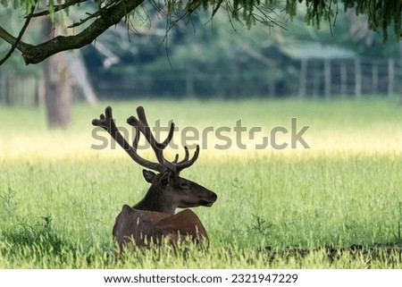 deer, doe and white fallow deer in the park, beautiful summer day