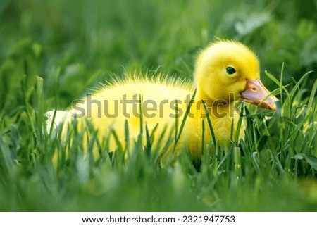 Little baby duck in the grass, duckling close-up. Beautiful yellow goose in natural conditions. Copy space