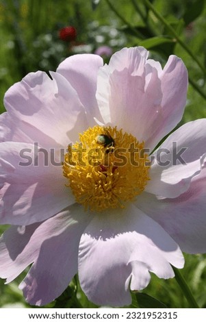 A beautiful flower head with bee in it.