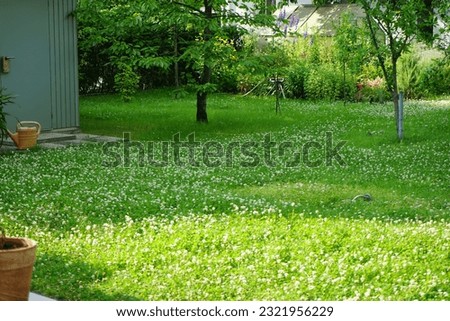 Trifolium repens blooms with white flowers on the lawn in June in the garden. Trifolium repens, the white clover, is a herbaceous perennial plant in the bean family Fabaceae. Berlin, Germany