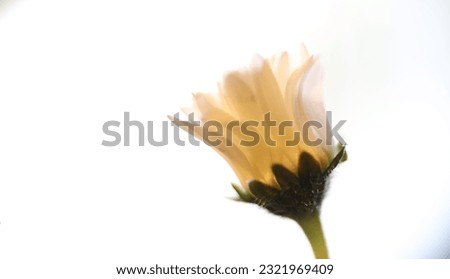 Common daisy in abstract art Photography