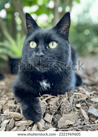 Black cat with big eyes