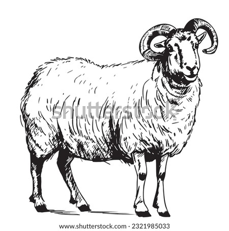 Sheep ram breeding sketch hand drawn in doodle style illustration Cartoon