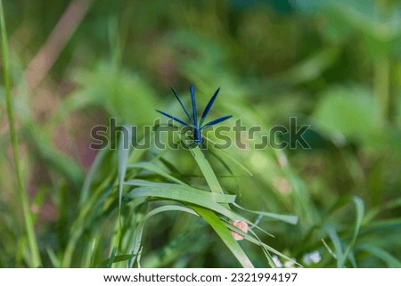 Gorgeous Ebony Jewelwing (Calopteryx maculata) flying lazily around green grass. Broad-winged Damselflies. Blue dragonfly. Kreminna Nature Reserve, Lugansk reg., Ukraine. Royalty-Free Stock Photo #2321994197