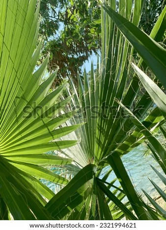 Composition of palm leaves. Sunny landscape on the Manavgat River. Turkey