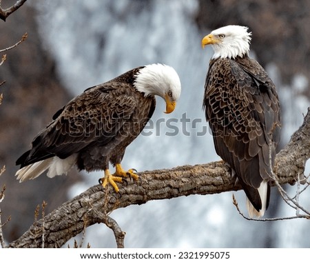 pair of American Bald eagles perched together on a branch with blurred icy ledges in background