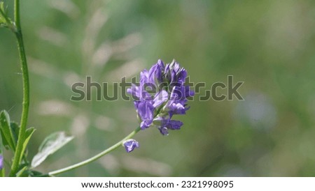 Alfalfa or Lucerne: The nutritious Medicago sativa; wonder pale lavender to deep violet flowers. Most cultivated forage legume in the world.