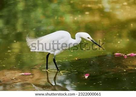 Little Egret small heron white bird hunting on lake in indian Lodi Gardens city park in New Delhi, beautiful white heron bird stands on pond water surface and looks for feed, Little Egret small heron