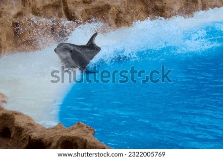 Dolphin gliding along the edge of the beach with a rock wall.