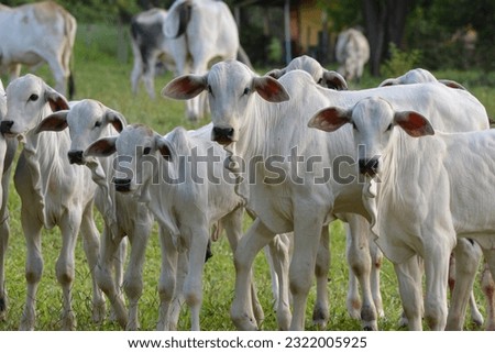Beautiful and healthy Nellore calves grazing at sunset in a greenish pasture in the Brazilian spring. Beef cattle. Royalty-Free Stock Photo #2322005925