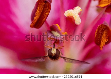 hoverfly pollinate pink lily macro
