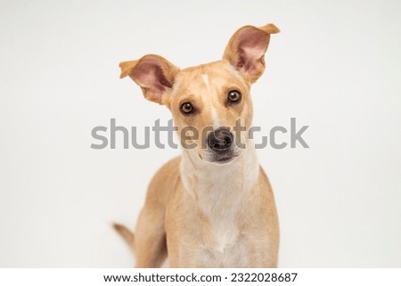 cute mutt dog isolated on white Royalty-Free Stock Photo #2322028687