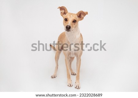 cute mutt dog isolated on white Royalty-Free Stock Photo #2322028689