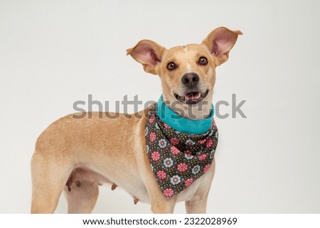 cute mixed breed dog wearing a bandana Royalty-Free Stock Photo #2322028969