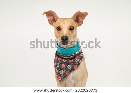 cute mixed breed dog wearing a bandana Royalty-Free Stock Photo #2322028971