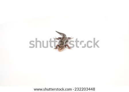 A blue-tailed skink isolated on a white background.
