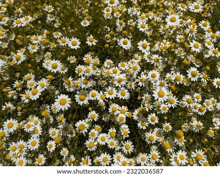 Looking down at a cluster of white daisies growing outside 