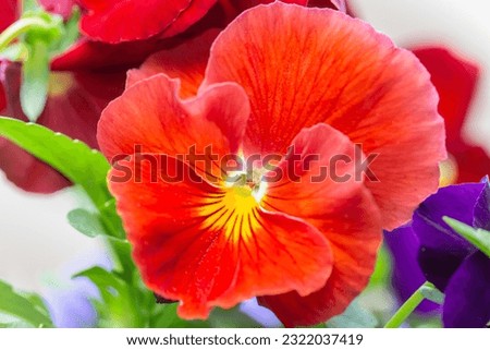 Close up of a colorful red pansy in full bloom.