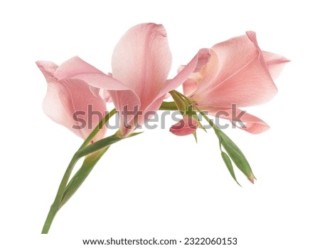 Gladiolus flowers, Pink gladiolus blooming on branch isolated on white background, with clipping path  Royalty-Free Stock Photo #2322060153