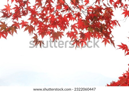 Autumn leaves. Copy space.Leaves changing color.Pictures of maple leaves.