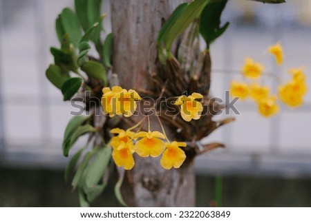 Dendrobium lindleyi (formerly D. aggregatum var. majus and often still referred to by that name) is a relatively small species of epiphytic orchid from the mountains of Southeast Asia Royalty-Free Stock Photo #2322063849