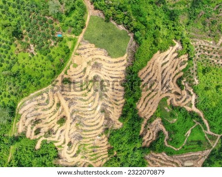 Aerial view of oil palm plantations in Indonesia captured by drone.