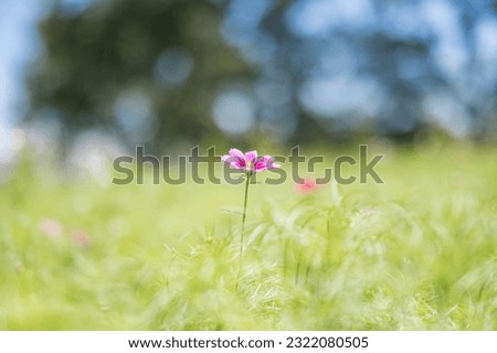 A single cosmos blooming in an autumn meadow