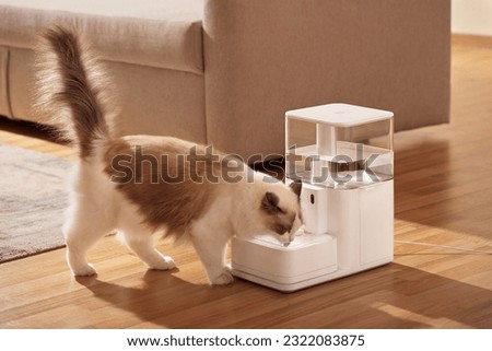 Pet cat is using pet water dispenser, image of drinking water, closeup, indoor shot, sofa and wooden floor Royalty-Free Stock Photo #2322083875