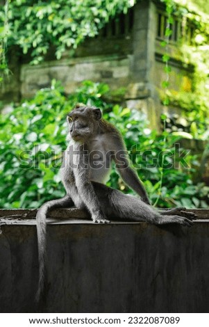 an expression of monkey sitting