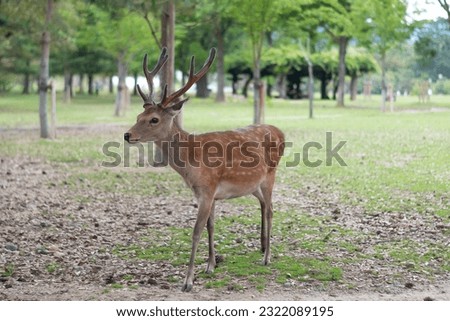 Street Deer At Nara Park Japan