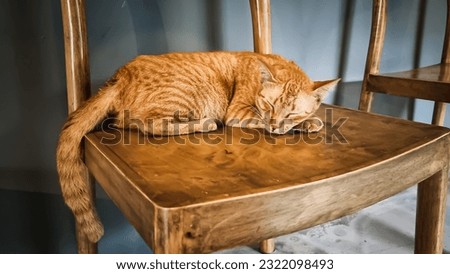 A sleeping Arabian Mau cat. cat napping, cute cat Royalty-Free Stock Photo #2322098493