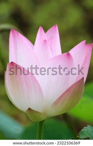 single lotus flower in gyoda
