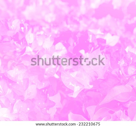 flower background. beautiful flowers made with color filters