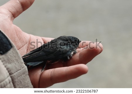 black swiftlet perched on hand. due to flight fatigue