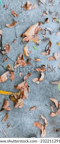 Dry leaves fall down, taken angle close-up