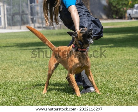 A Belgian Malinois going through training with its handler.